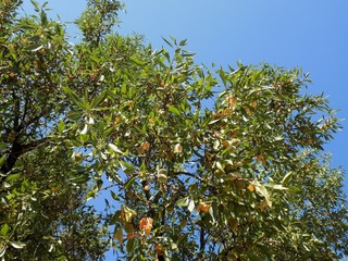 Almond tree