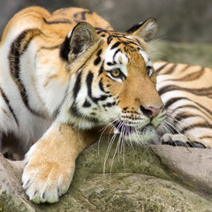 Tiger Sumatran