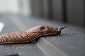Norwegian snails
Snail found in Norway
