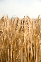 Fototapeta premium Getreidefeld