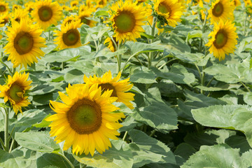 Fototapeta na wymiar sunflower field, close up