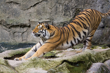Tiger Sumatran