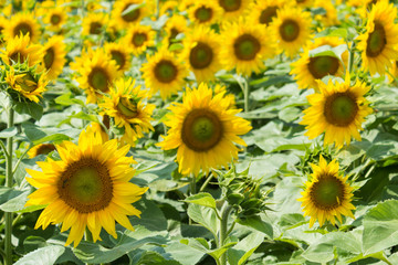 Fototapeta na wymiar sunflower field 
