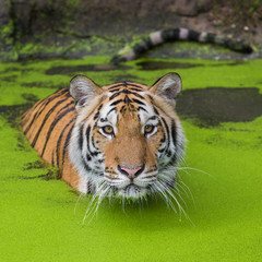 Tiger Sumatran