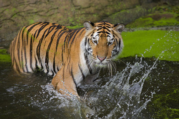 Fototapeta na wymiar Tiger Sumatran