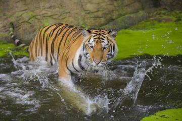Fototapeta na wymiar Tiger Sumatran