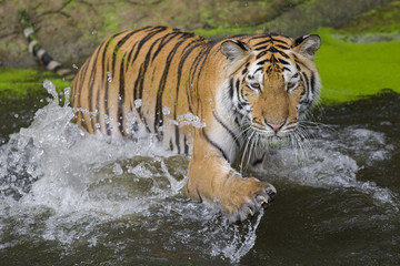Naklejka na ściany i meble Tiger Sumatran