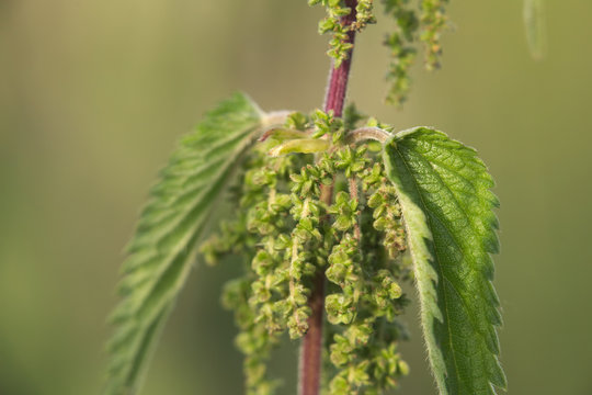 Macro of inflorescence of a stinging nettle (Urtica dioica)