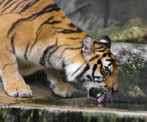 Fototapeta premium Tiger Sumatran