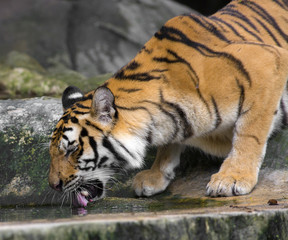 Tiger Sumatran