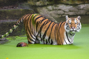 Tiger Sumatran