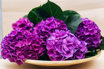 Purple Hydrangea flower on plate