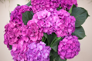 Purple Hydrangea flower isolated