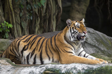 Plakat Tiger Sumatran
