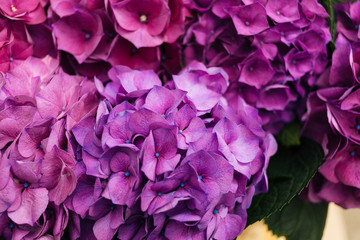 Purple Hydrangea flower