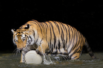 Plakat Tiger Sumatran