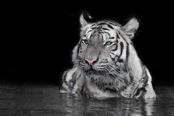 Tiger Sumatran © titipong8176734