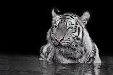 Rolgordijnen Tiger Sumatran © titipong8176734