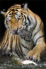 Tiger Sumatran