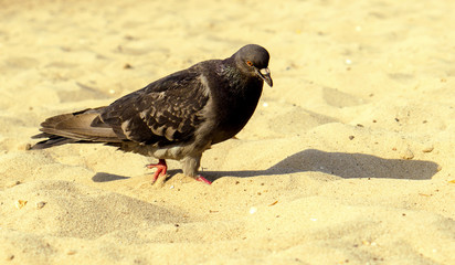 Hungry pigeon walking on sandy beach