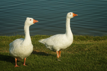 Obraz premium Gansos en el estanque
