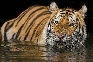 Naklejka premium Tiger Sumatran