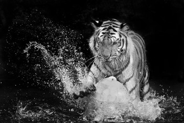 Tiger Sumatran © titipong8176734
