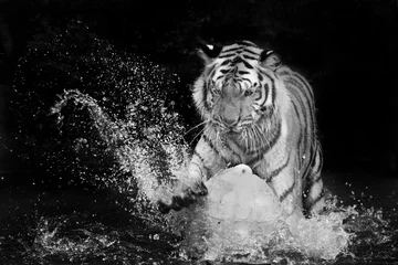 Wandcirkels aluminium Tiger Sumatran © titipong8176734