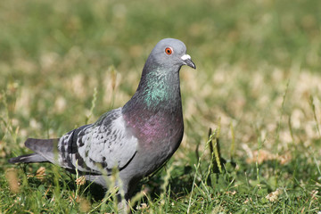 Pigeon