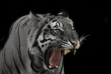 Fototapeta premium Sumatran Tiger