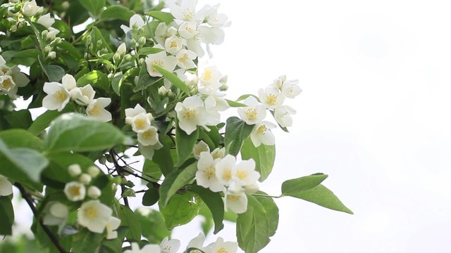 False jasmine, Mock orange (Philadelphus) 