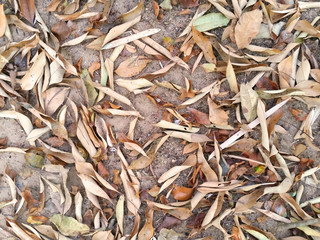 Dry leaves fall on ground as background