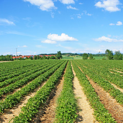 Fototapeta na wymiar Erdbeeren Plantage an einem sonnigen Tag