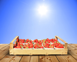 Gepflückte Bio Erdbeeren