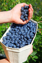 Reife und saftige Heidelbeeren