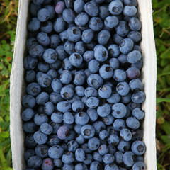 Reife und saftige Heidelbeeren