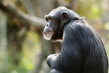 profile of a chimpanzee staring thoughtfully into the distance
