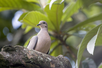 Eared dove, bird common in the Brazil
