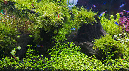 Aquatic plants in tropical © titipong8176734