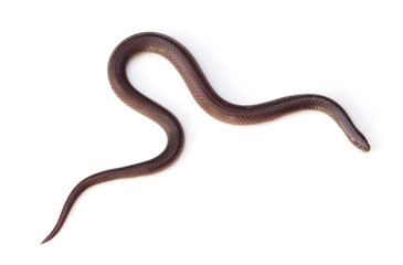 Eastern Wormsnake