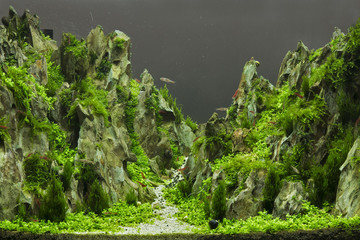 Aquatic plants in tropical © titipong8176734