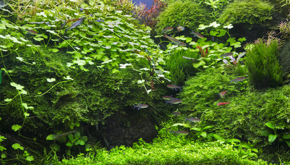 Fototapeta na wymiar Aquatic plants in tropical