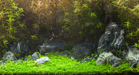 Aquatic plants in tropical © titipong8176734