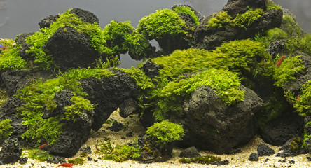 Aquatic plants in tropical © titipong8176734