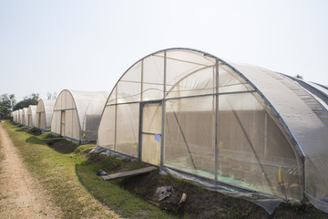 Greenhouses growing vegetables on background sky outdoors