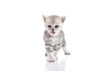 Fototapeta premium Cute american shorthair kitten licking lips