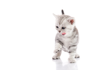 Cute american shorthair kitten licking lips