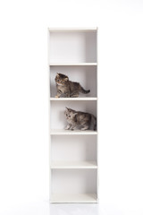 Two cute tabby kitten playing on white wooden shelf