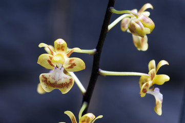 Orchid Paphiopedilum primulinum