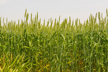 A close up landscape of green wheat.